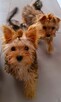 Yorkshire terrier - 3