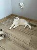 Hodowla kotow Ragdoll FPL/FIFE. - 11