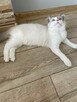 Hodowla kotow Ragdoll FPL/FIFE. - 2