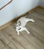 Hodowla kotow Ragdoll FPL/FIFE. - 10
