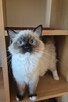 Ragdoll wystawowo-hodowlany - 4