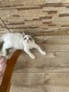 Hodowla kotow Ragdoll FPL/FIFE. - 15