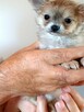 Bardzo Mała Chihuahua - 4