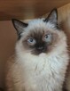 Ragdoll wystawowo-hodowlany - 2