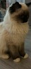 Kotek rasy Ragdoll - 3