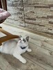 Hodowla kotow Ragdoll FPL/FIFE. - 5