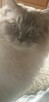 Kotek rasy Ragdoll - 5