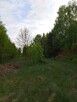 Duży, bardzo ładny teren przy Puszczy Kampinoskiej - 2