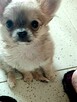 Bardzo Mała Chihuahua - 6