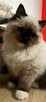 Kotek rasy Ragdoll - 2