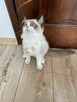 Hodowla kotow Ragdoll FPL/FIFE. - 8