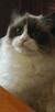 Kotek rasy Ragdoll - 4