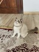 Hodowla kotow Ragdoll FPL/FIFE. - 12