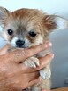 Bardzo Mała Chihuahua - 2