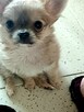 Bardzo Mała Chihuahua - 3