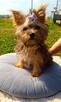 Yorkshire terrier - 4