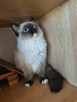 Ragdoll wystawowo-hodowlany - 3
