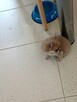 Bardzo Mała Chihuahua - 8