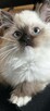 Ragdoll wystawowo-hodowlany - 6