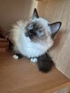 Ragdoll wystawowo-hodowlany - 7