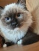 Ragdoll wystawowo-hodowlany - 5