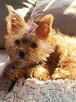 Yorkshire terrier - 5