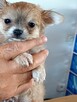 Bardzo Mała Chihuahua - 5