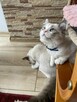 Hodowla kotow Ragdoll FPL/FIFE. - 13