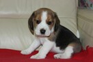 Beagle szczeniaczki ZKwP FCI po Championach - 3