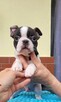 Boston terrier szczenięta - 6