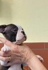 Boston terrier szczenięta - 5