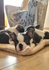Boston terrier szczenięta - 4