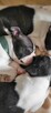 Boston terrier szczenięta - 2