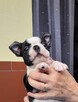 Boston terrier szczenięta - 3