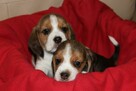 Beagle szczeniaczki ZKwP FCI po Championach - 5