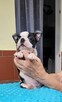 Boston terrier szczenięta - 7