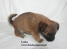 Lotka - 3