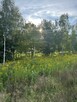 Działki budowlane w otulinie lasów przy drodze asfaltowej - 2