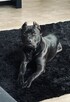 Pitbull piękny pies z rodowodem. Reproduktor. Daje liczne mi - 3