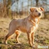 KIARA - nieduża, wrażliwa, kochana sunia, ADOPTUJ - 1