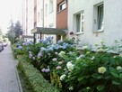 osiedle Podwawelskie - pokój z widokiem na zieleń - 14