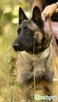 CZARNONOSY - piękny pies w typie owczarka malinois - 2