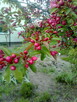 sprzedam jabłuszka rajskie - 2