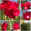 Oleander WIŚNIOWY o pełnych pacznacych kwiatach - 6
