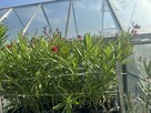 Oleander WIŚNIOWY o pełnych pacznacych kwiatach - 5