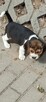 Beagle szczenięta TRI -Color - 2