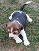 Beagle szczenięta TRI -Color - 5