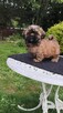 ShihTzu piesek Hugo - 4