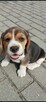 Beagle szczenięta TRI -Color - 3