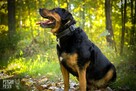 Imponujący aktywny Rufus - 6